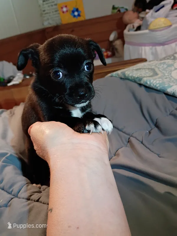 Midnight – Chihuahua puppy for sale in Pembroke, NC