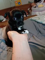 Midnight, a male Chihuahua for sale in Pembroke, NC – 1 of 4