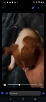 Ella (longhaired), a female Chihuahua for sale in Lumberton, NC – 3 of 4