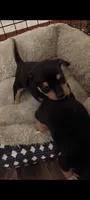 Willie, a male Chihuahua for sale in Lumberton, NC – 4 of 4