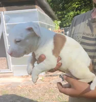Crista, a female American Bully for sale in Pembroke, NC – 3 of 3