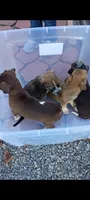 Sis (chiweenie), a female Chihuahua and Miniature Dachshund for sale in Lumberton, NC – 2 of 3