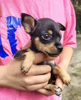 Trev (teacup), a male Chihuahua for sale in Lumberton, NC – 2 of 3