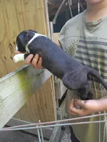 Mylie, a female American Pit Bull Terrier for sale in Lumberton, NC – 9 of 9
