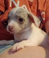 Bane, a male Chihuahua for sale in Pembroke, NC – 2 of 3