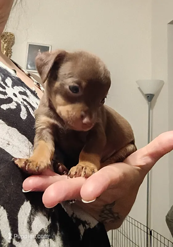 Trev – Chihuahua puppy for sale in Lumberton, NC