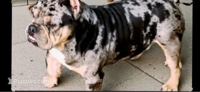 Adonis (exotic Bully) – American Bully puppy for sale in Lumberton, NC