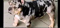 Adonis (exotic Bully), a male American Bully for sale in Lumberton, NC – 1 of 1
