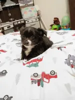 Clide(longhaired), a male Chihuahua for sale in Lumberton, NC – 3 of 3
