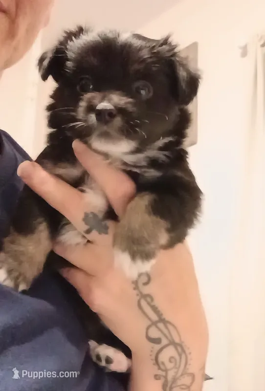 Lulu (teacup) – Chihuahua puppy for sale in Lumberton, NC