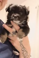 Lulu (teacup), a male Chihuahua for sale in Lumberton, NC – 1 of 5