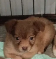 Blaze (longhaired), a male Chihuahua for sale in Lumberton, NC – 3 of 3