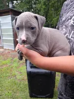 Remz, a female American Pit Bull Terrier for sale in Pembroke, NC – 5 of 5