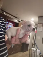 TY (teacup), a male Chihuahua for sale in Pembroke, NC – 3 of 3