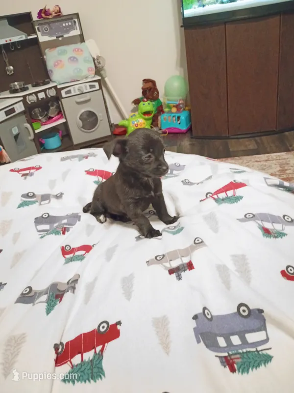Serena – Chihuahua puppy for sale in Lumberton, NC