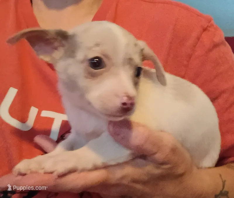 Bane – Chihuahua puppy for sale in Pembroke, NC