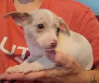 Bane, a male Chihuahua for sale in Pembroke, NC – 1 of 3