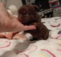 Kyia (longhaired), a female Chihuahua for sale in Lumberton, NC – 5 of 5