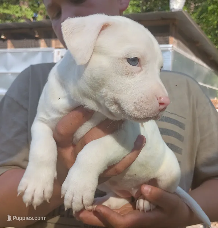 King – American Bully puppy for sale in Pembroke, NC