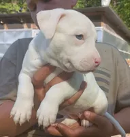 King, a male American Bully for sale in Pembroke, NC – 1 of 6