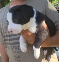 Moe, a male American Bully for sale in Pembroke, NC – 3 of 4