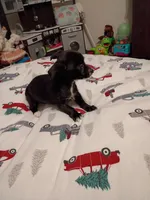 Vince, a male Chihuahua for sale in Lumberton, NC – 4 of 5