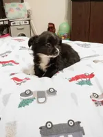 Benz (longhaired), a male Chihuahua for sale in Lumberton, NC – 2 of 6