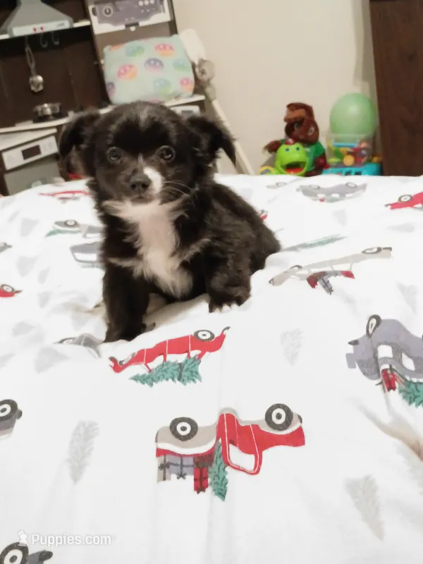 Clide(longhaired) – Chihuahua puppy for sale in Lumberton, NC