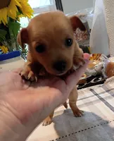 Teacup Ted, a male Chihuahua for sale in Lumberton, NC – 3 of 3