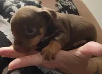 Trev, a male Chihuahua for sale in Lumberton, NC – 4 of 4
