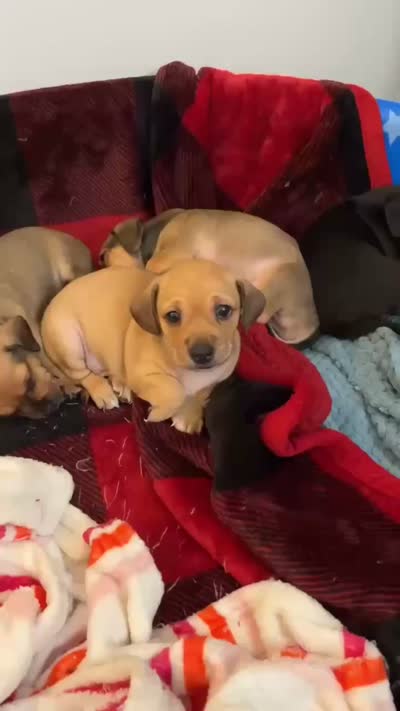 Jimbo, a male Chihuahua for sale in Lumberton, NC – 2 of 4