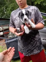 Sammy, a male American Pit Bull Terrier for sale in Pembroke, NC – 3 of 4