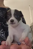 Kara (teacup), a female Chihuahua for sale in Lumberton, NC – 3 of 3