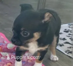 Lydia (teacup) – Chihuahua puppy for sale in Lumberton, NC