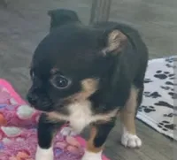 Lydia (teacup), a female Chihuahua for sale in Lumberton, NC – 1 of 2
