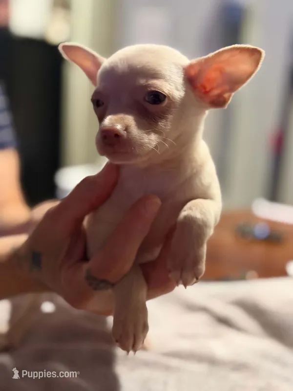 Cici – Chihuahua puppy for sale in Pembroke, NC