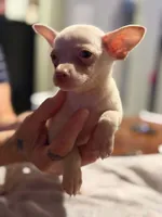 Cici, a female Chihuahua for sale in Pembroke, NC – 1 of 2