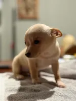 Crissy, a female Chihuahua for sale in Pembroke, NC – 3 of 3