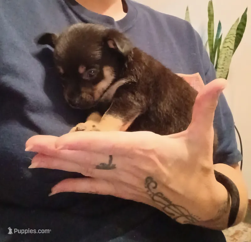 Tam (teacup) – Chihuahua puppy for sale in Lumberton, NC
