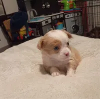 Sherm (longhaired), a male Chihuahua for sale in Lumberton, NC – 1 of 4