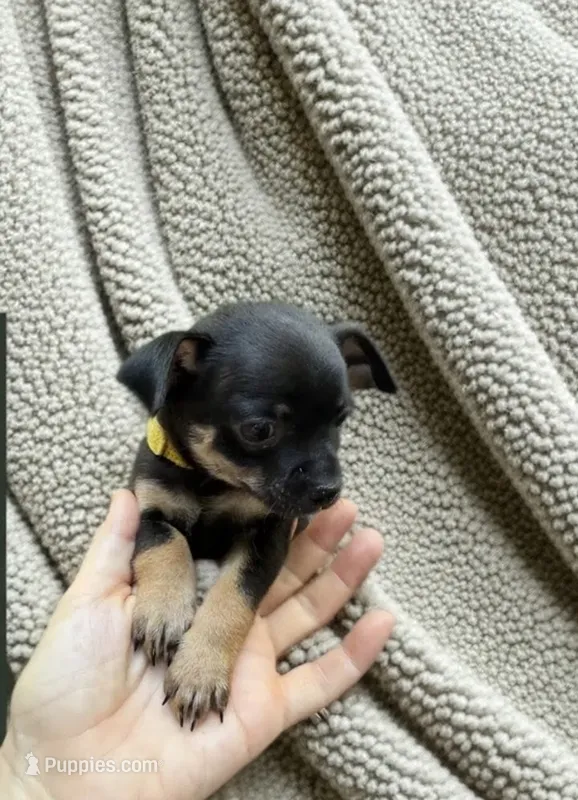 Kent – Chihuahua puppy for sale in Lumberton, NC