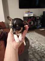 Teacup Tres (teacup), a male Chihuahua for sale in Pembroke, NC – 3 of 4