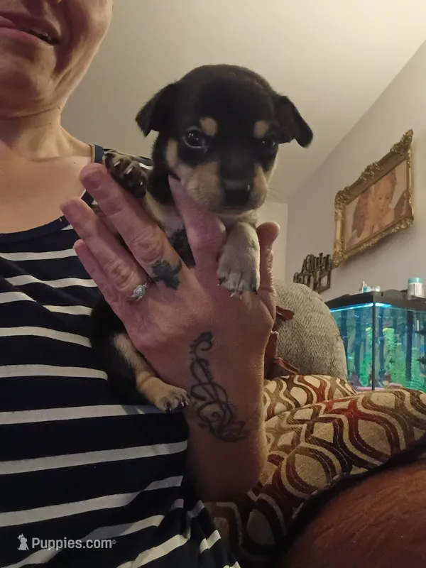 Willie – Chihuahua puppy for sale in Lumberton, NC
