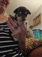 Willie, a male Chihuahua for sale in Lumberton, NC – 1 of 4