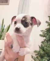 Rayna, a female Chihuahua for sale in Lumberton, NC – 5 of 5