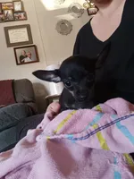 Shane, a male Chihuahua and Miniature Dachshund for sale in Lumberton, NC – 4 of 5