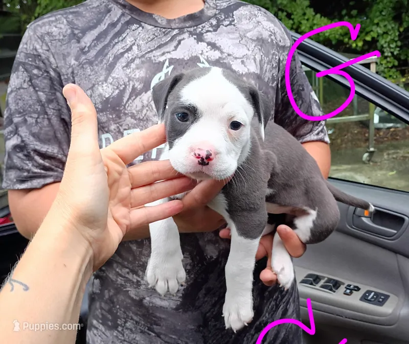 Carla – American Bully puppy for sale in Pembroke, NC