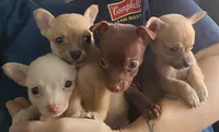 Trey (teacup), a male Chihuahua for sale in Lumberton, NC – 2 of 3