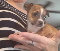 Dixie, a female Chihuahua for sale in Lumberton, NC – 2 of 2
