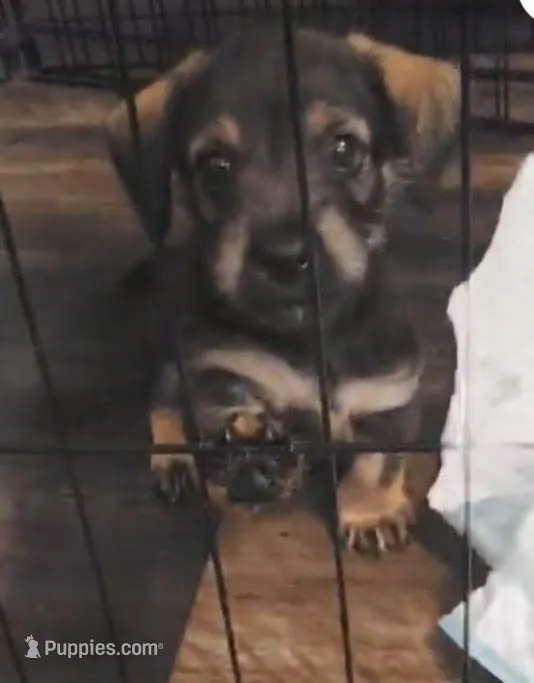 Todd  – Chihuahua, Miniature Dachshund puppy for sale in Lumberton, NC